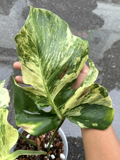 Monstera Deliciosa “Ocean Mint” Variegated – Actual Plant (Rare Collector’s Edition)