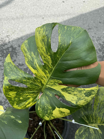 Monstera Deliciosa “Yellow” Variegated NOID – Actual Plant (Rare Collector’s Edition)