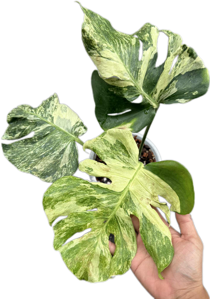 Monstera Deliciosa “Ocean Mint” Variegated – Actual Plant (Rare Collector’s Edition)