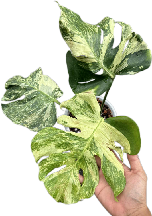 Monstera Deliciosa “Ocean Mint” Variegated – Actual Plant (Rare Collector’s Edition)