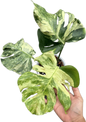 Monstera Deliciosa “Ocean Mint” Variegated – Actual Plant (Rare Collector’s Edition)