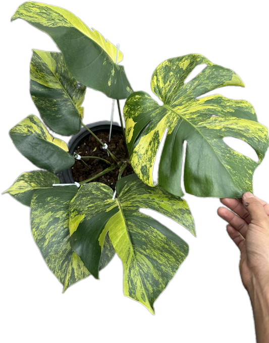 Monstera Deliciosa “Yellow” Variegated NOID – Actual Plant (Rare Collector’s Edition)