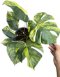 Monstera Deliciosa “Yellow” Variegated NOID – Actual Plant (Rare Collector’s Edition)