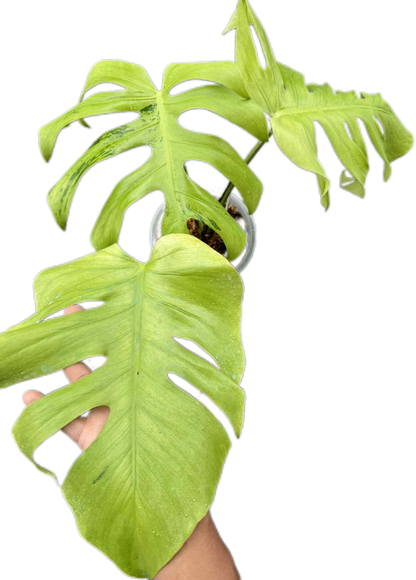 Monstera Deliciosa “Light Lime” Variegated – Actual Plant