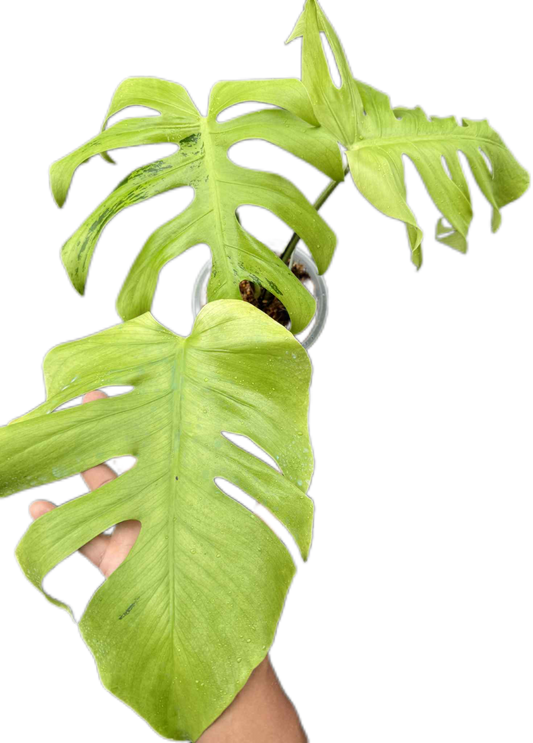 Monstera Deliciosa “Light Lime” Variegated – Actual Plant