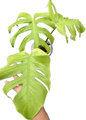 Monstera Deliciosa “Light Lime” Variegated – Actual Plant