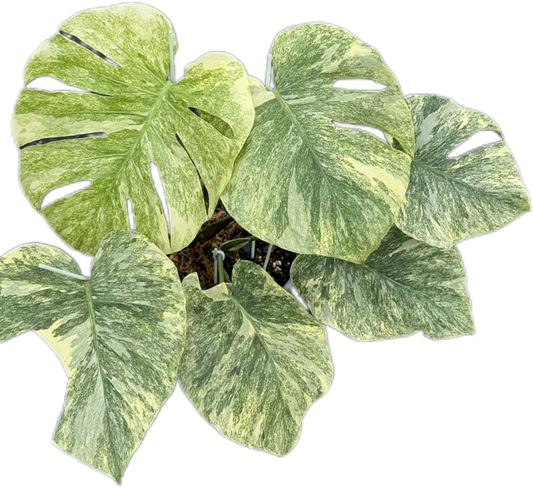 Monstera Thai Constellation Deliciosa “Legacy” Variegated – Actual Plant