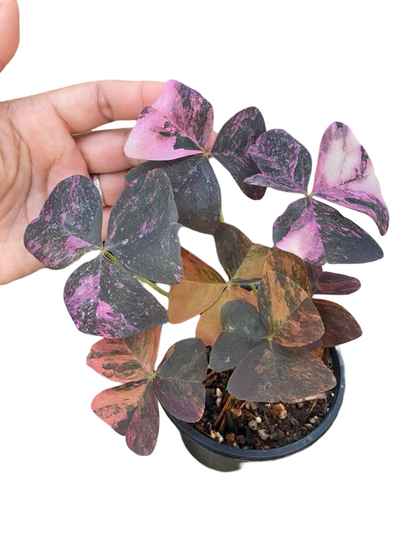Buy Oxalis Triangularis Variegated | Thailand Export