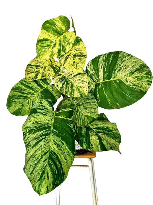Epipremnum aureum ‘Marble Queen’ – Set of 3 Plants (Wholesale)