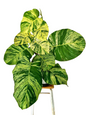 Epipremnum aureum ‘Marble Queen’ – Set of 3 Plants (Wholesale)