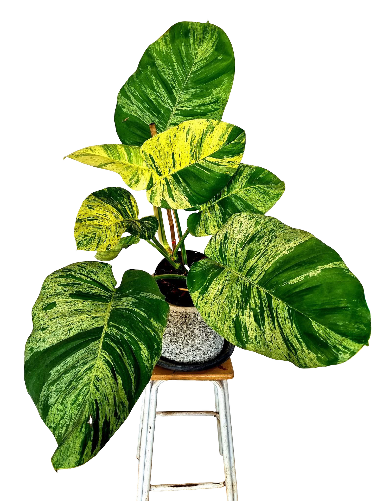 Epipremnum aureum ‘Marble Queen’ – Set of 3 Plants (Wholesale)
