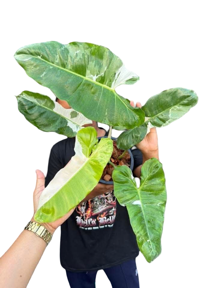 Philodendron Paraiso Verde Albo Variegated – Set of 5 Plants