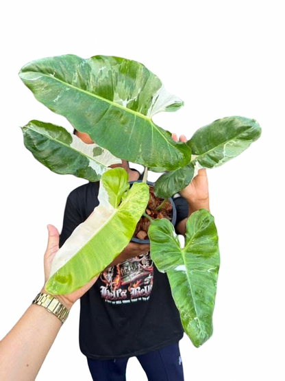 Philodendron Paraiso Verde Albo Variegated – Set of 5 Plants