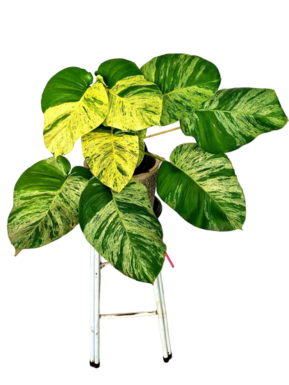 Epipremnum aureum ‘Marble Queen’ – Set of 3 Plants (Wholesale)