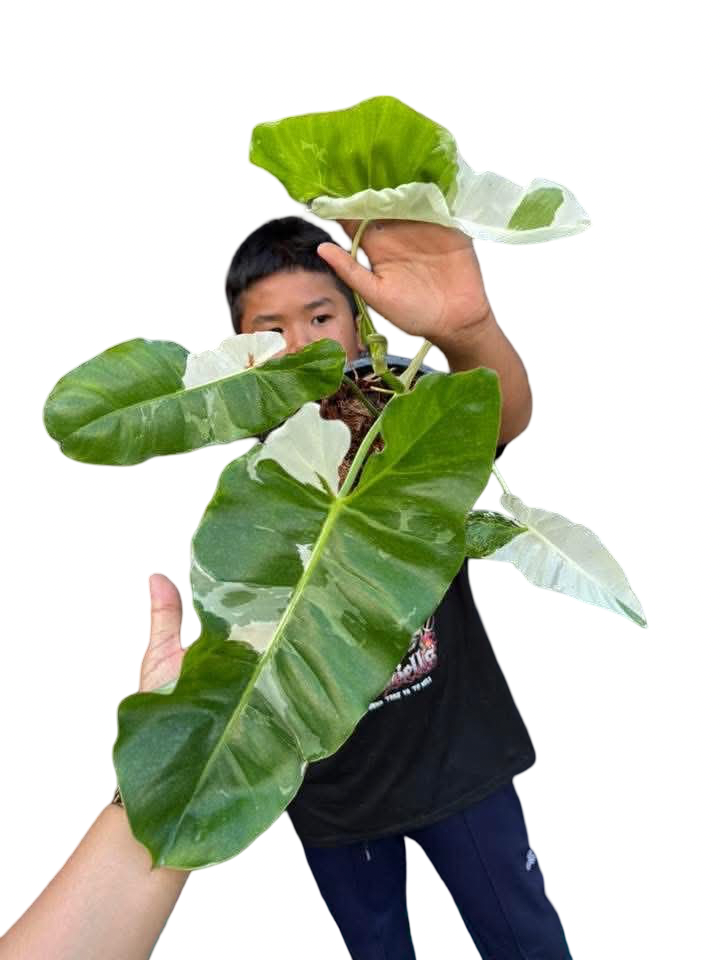 Philodendron Paraiso Verde Albo Variegated – Set of 5 Plants