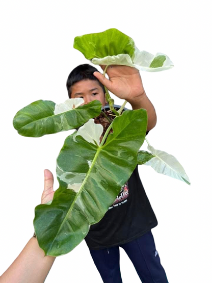 Philodendron Paraiso Verde Albo Variegated – Set of 5 Plants