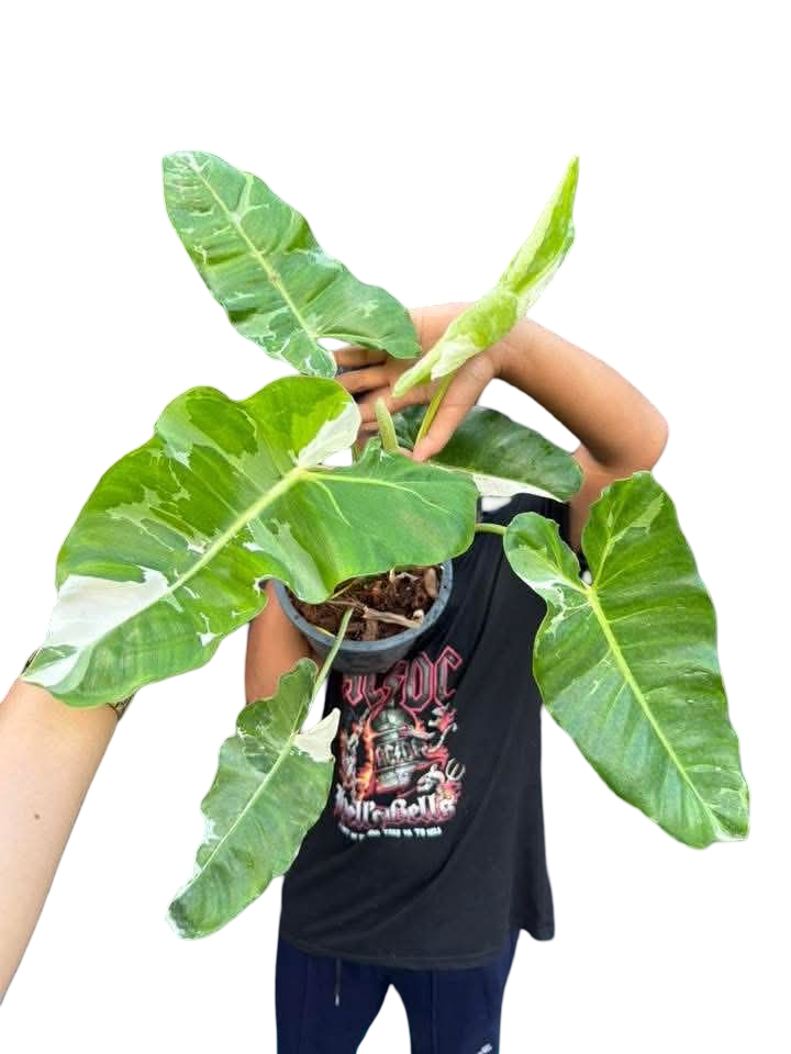 Philodendron Paraiso Verde Albo Variegated – Set of 5 Plants