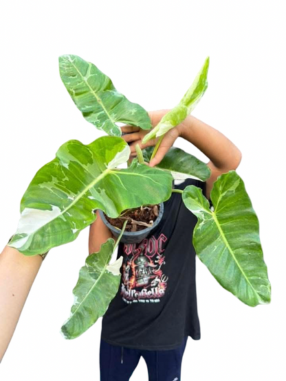 Philodendron Paraiso Verde Albo Variegated – Set of 5 Plants