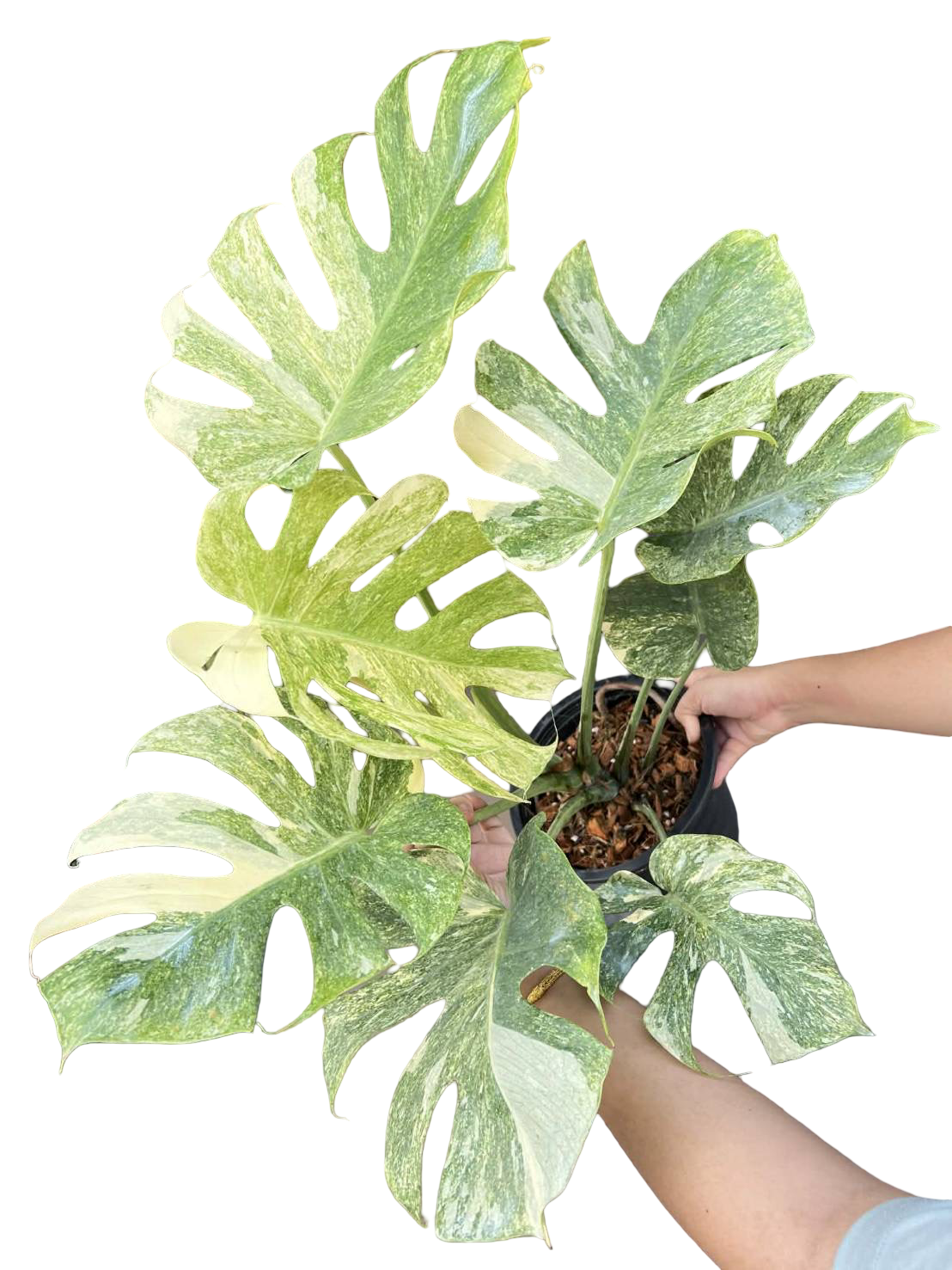 Monstera Deliciosa “Platinum Double Mint”