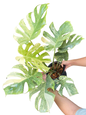 Monstera Deliciosa “Platinum Double Mint”