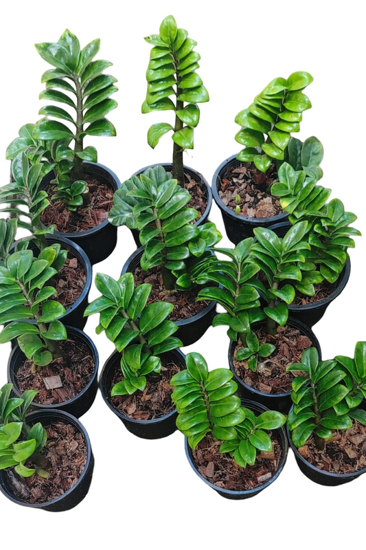 Dwarf Zamioculcas (Green ZZ Plant) – Set of 10 Plants (Wholesale)