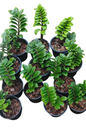 Dwarf Zamioculcas (Green ZZ Plant) – Set of 10 Plants (Wholesale)