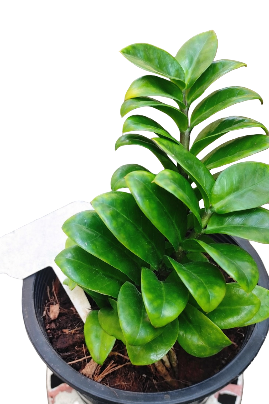 Dwarf Zamioculcas (Green ZZ Plant) – Set of 10 Plants (Wholesale)