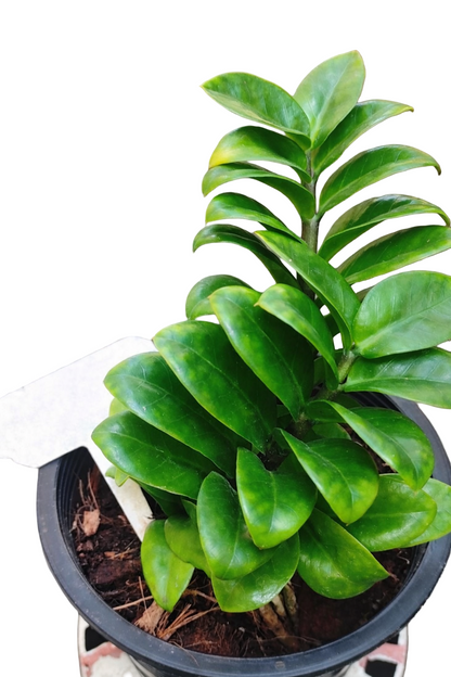 Dwarf Zamioculcas (Green ZZ Plant) – Set of 10 Plants (Wholesale)