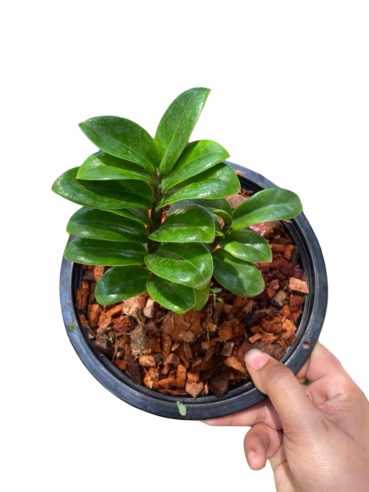 Dwarf Zamioculcas (Green ZZ Plant) – Set of 10 Plants (Wholesale)