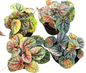 Peperomia Caperata Variegata ‘Pink Lady’ – Set of 5 Plants