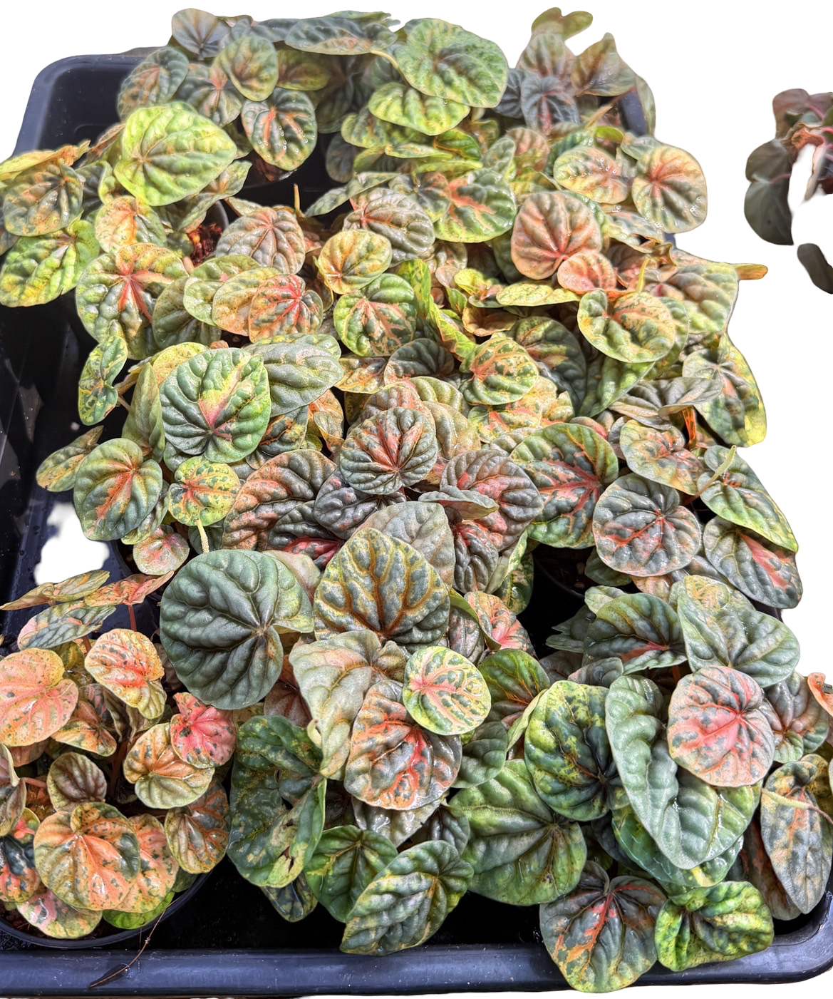 Peperomia Caperata Variegata ‘Pink Lady’ – Set of 5 Plants