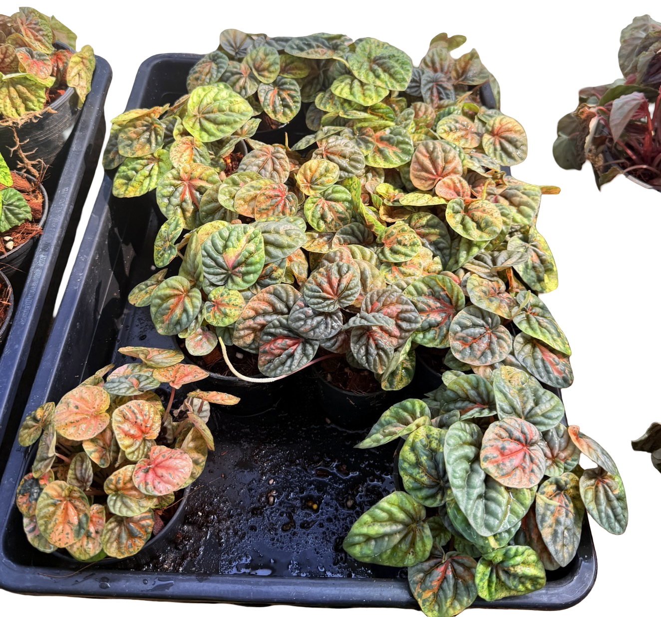 Peperomia Caperata Variegata ‘Pink Lady’ – Set of 5 Plants