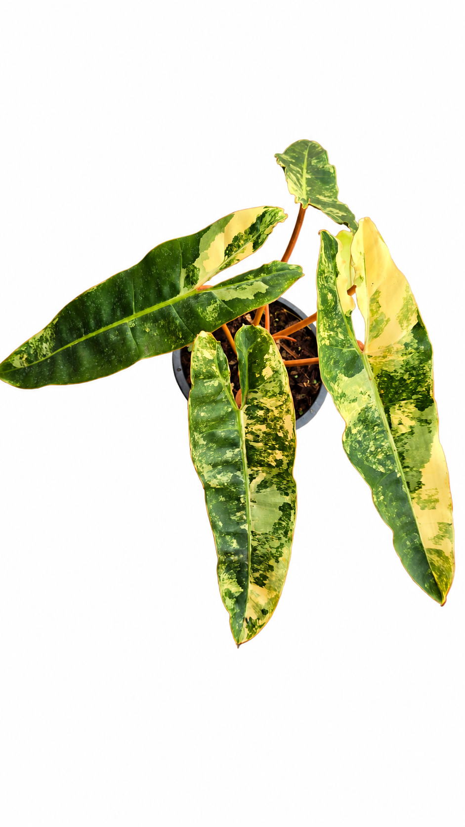 Philodendron Billietiae Variegated 3-4 Leaves