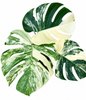 Monstera deliciosa ‘Chameleon’ Variegated