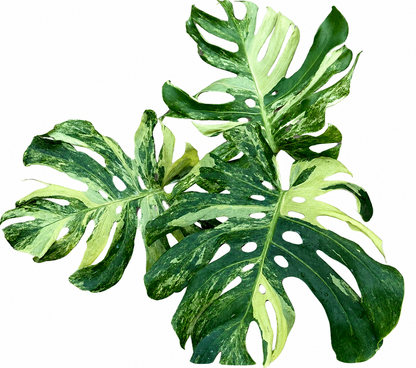 Monstera deliciosa “Ocean Mint” Variegated