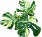 Monstera deliciosa “Ocean Mint” Variegated