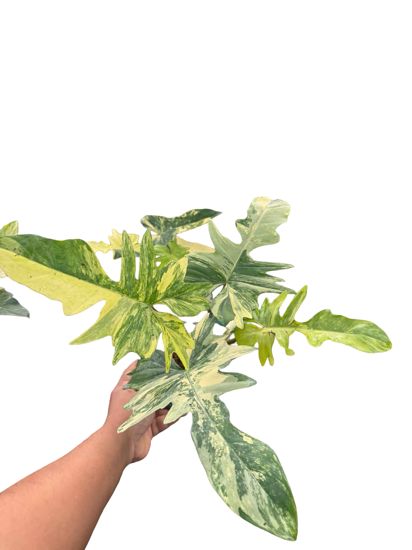 Philodendron Florida Beauty x Mayoi Variegated Set of 10 Plants