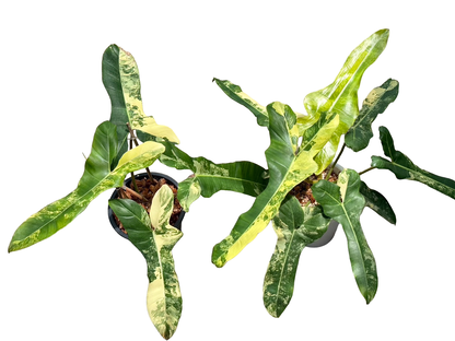 Philodendron Jennifer (Billietiae × Florida Beauty) — Set of 3 Plants
