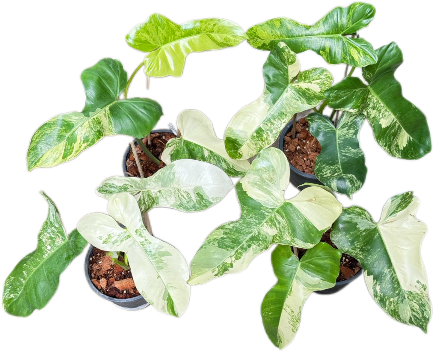 Philodendron Florida Beauty x Paraiso Verde Variegated Set of 4 Plants