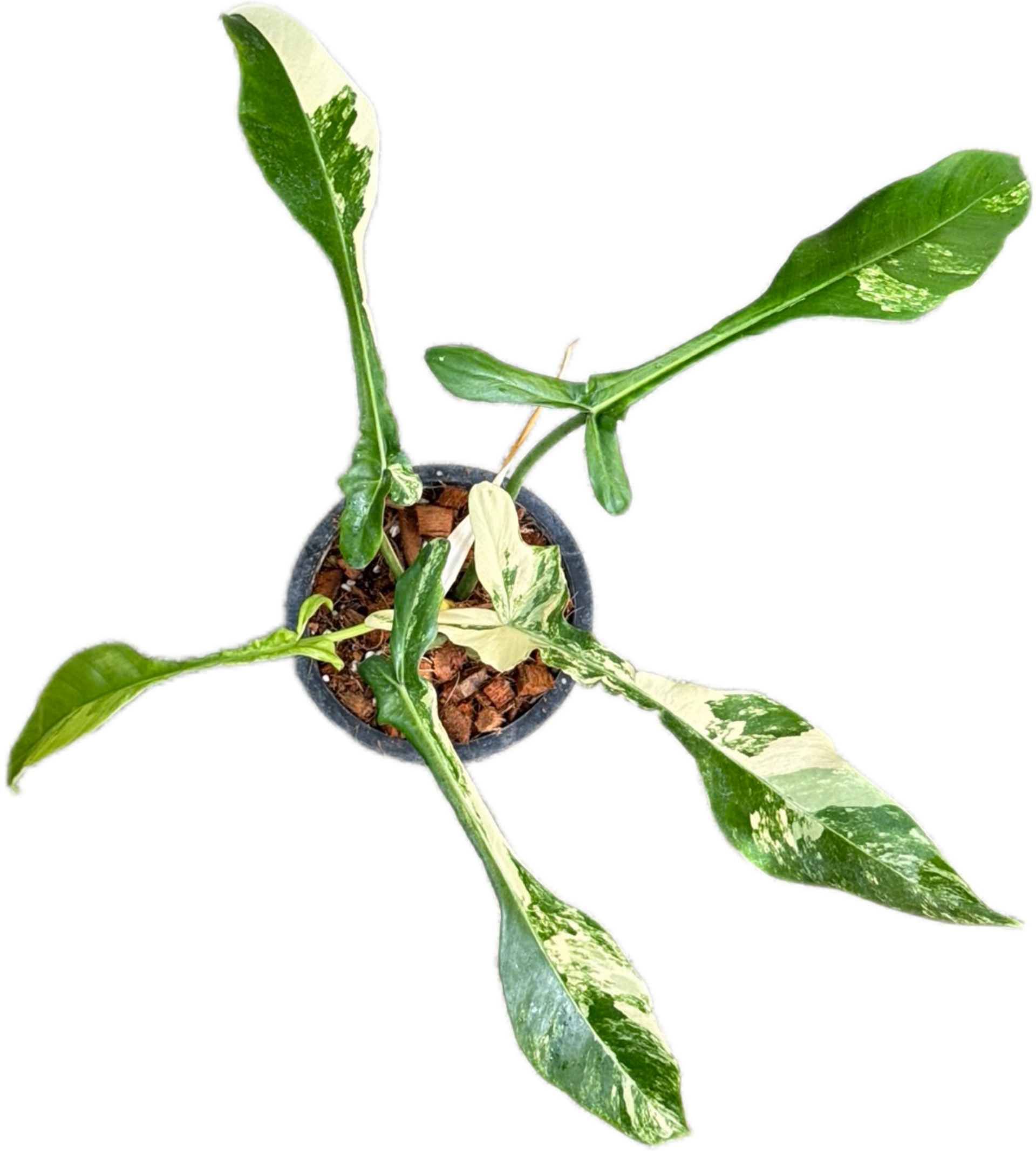 Buy Philodendron Joepii Variegated | Thailand Export