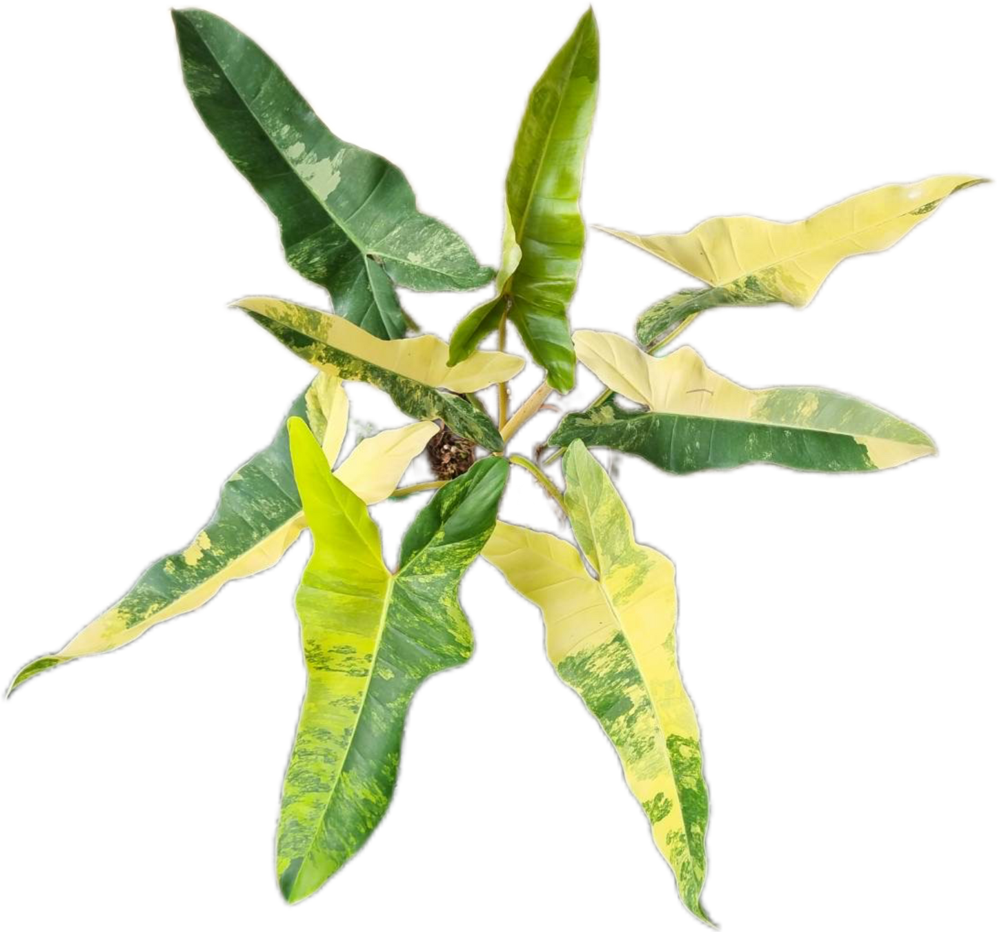 Philodendron [(Florida Beauty x Billiteae) x Mayoi] Hybrid Variegated