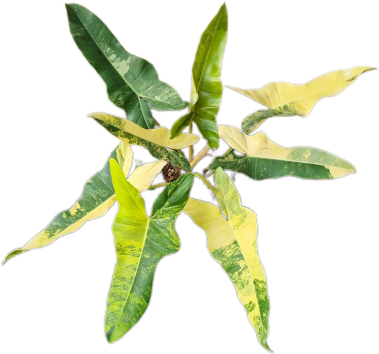 Philodendron [(Florida Beauty x Billiteae) x Mayoi] Hybrid Variegated