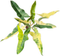 Philodendron [(Florida Beauty x Billiteae) x Mayoi] Hybrid Variegated