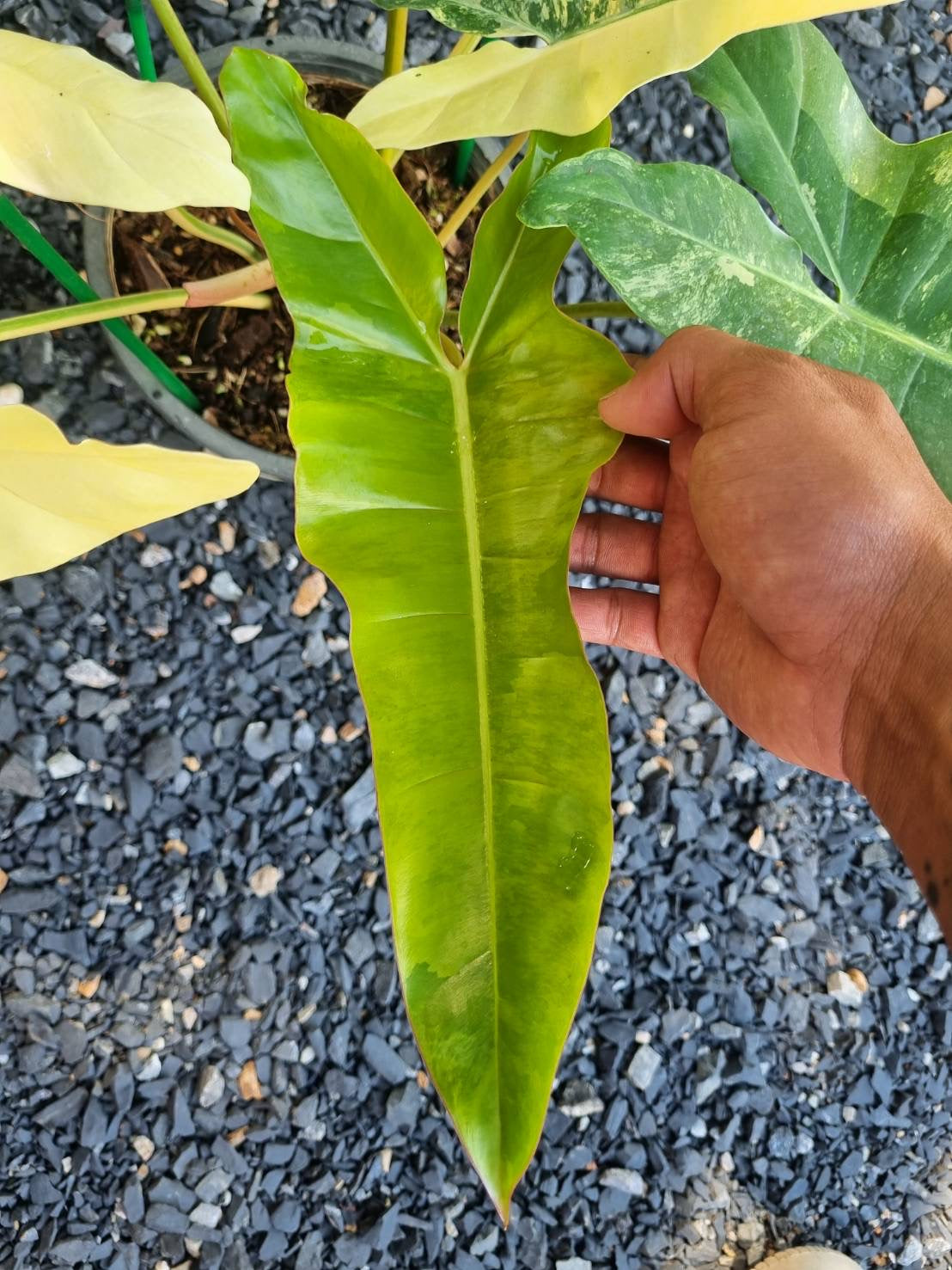 Philodendron [(Florida Beauty x Billiteae) x Mayoi] Hybrid Variegated