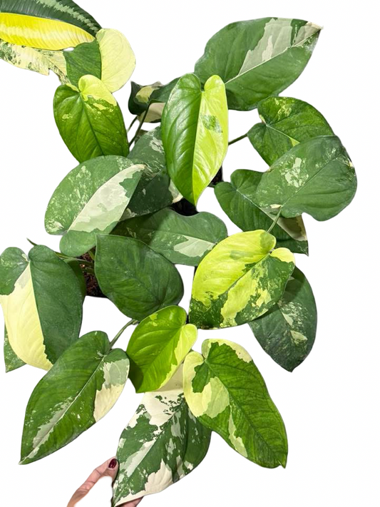 Syngonium Chiapense Variegated Wholesale Set of 10 Plants