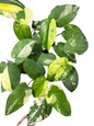 Syngonium Chiapense Variegated Wholesale Set of 10 Plants