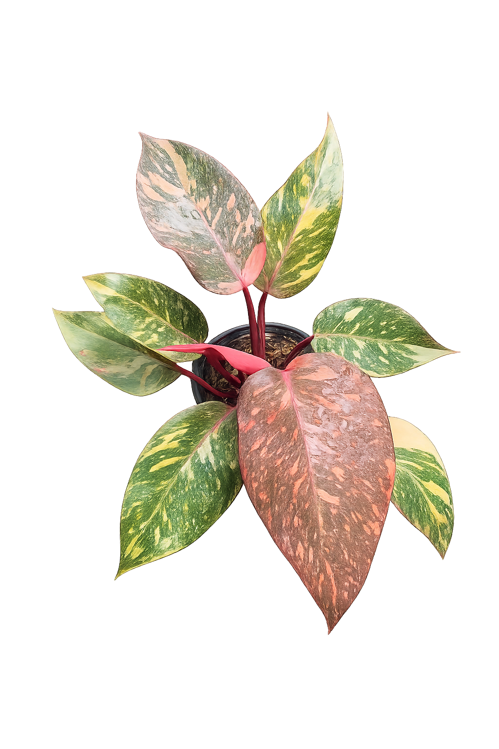 Philodendron Orange Princess Galaxy Variegated –(Wholesale Set of 5 Plants)