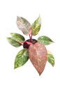 Philodendron Orange Princess Galaxy Variegated –(Wholesale Set of 5 Plants)