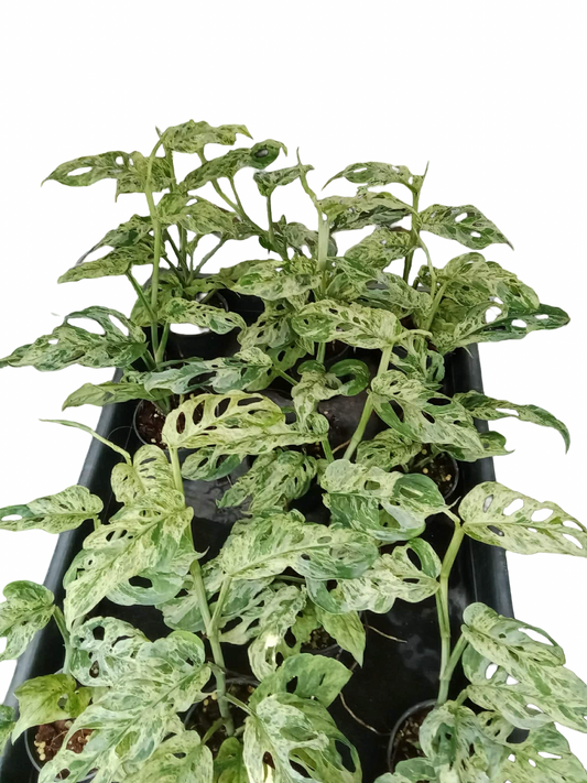 Monstera Adansonii Mottled Variegated – Set of 10 Plants