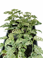 Monstera Adansonii Mottled Variegated – Set of 10 Plants